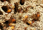 How do you tell if termites are active in your house?