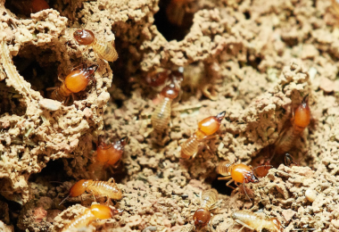 How do you tell if termites are active in your house?