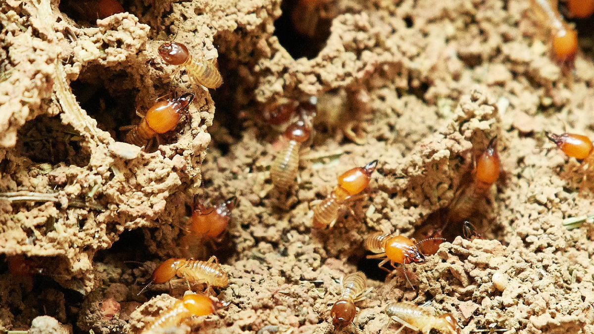 Early Warning Termites In House Signs