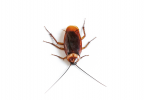 What is the best home remedy to get rid of roaches?