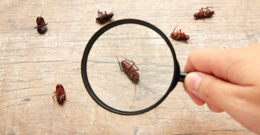 What smells keep roaches away?