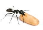 How do I know if I have termites or carpenter ants?