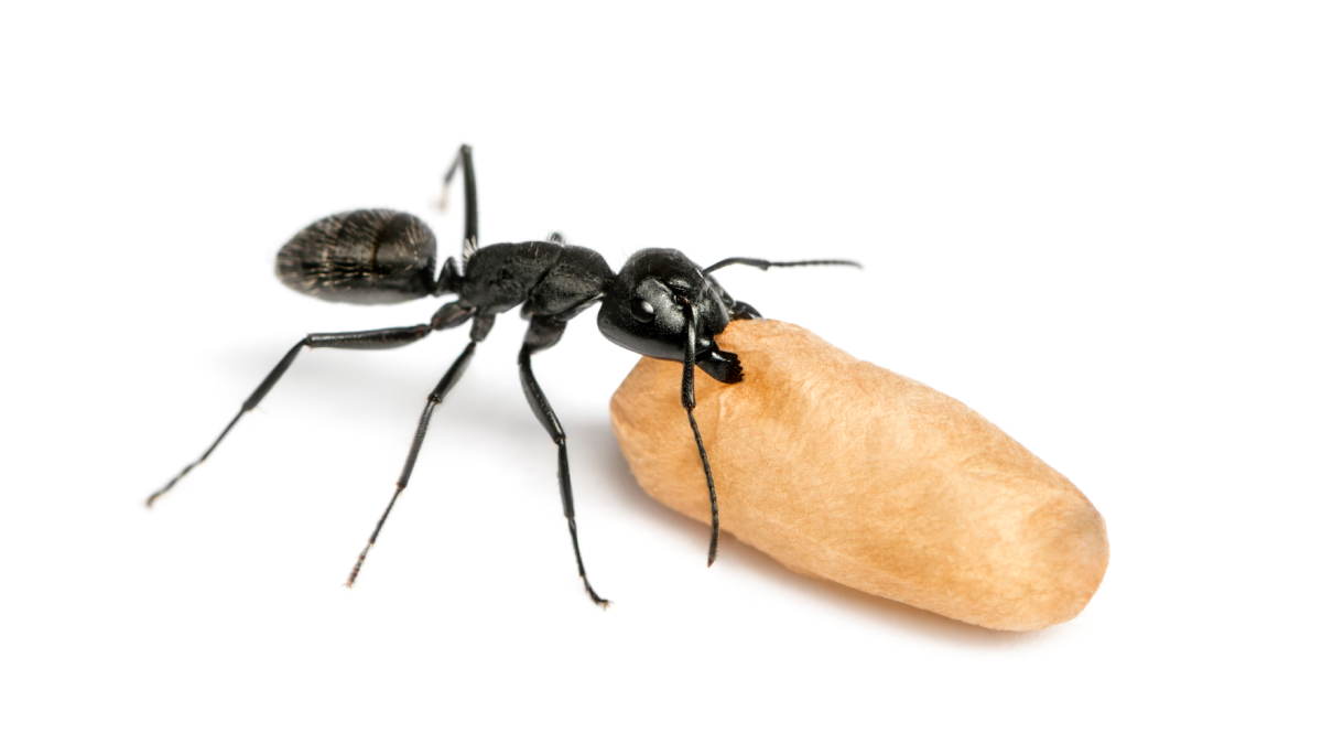 Termites vs Ants Damage