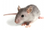 How do you know if you have a rat or a mouse?